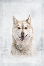 Load image into Gallery viewer, 5216454