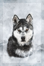 Load image into Gallery viewer, 5216447