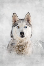 Load image into Gallery viewer, Phoi